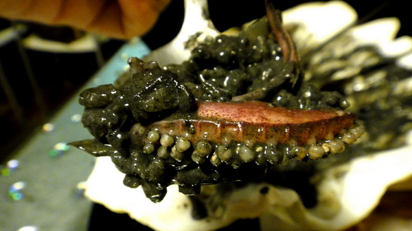 Aqua Kiss 水吻2  Surfer店：【口碑卷51】特色餐廳！內湖美食Aqua Kiss 水吻2 Surfer店！