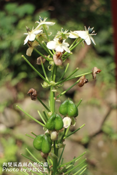 內雙溪森林自然公園:士林-內雙溪自然中心(免費參觀)