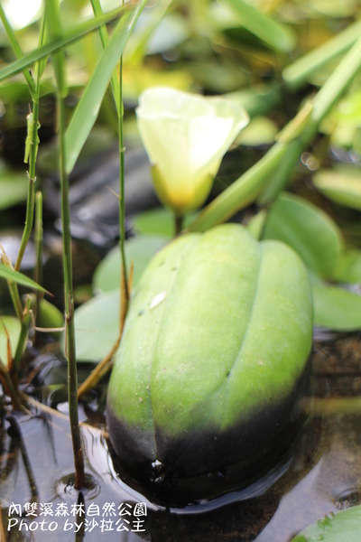 內雙溪森林自然公園:士林-內雙溪自然中心(免費參觀)