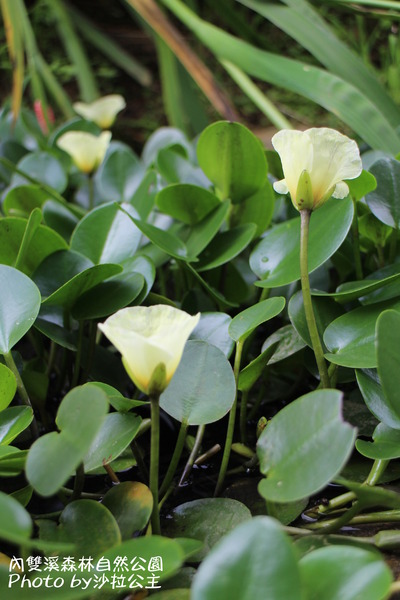 內雙溪森林自然公園:士林-內雙溪自然中心(免費參觀)