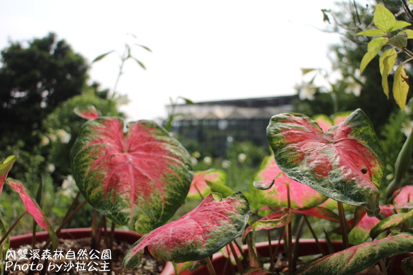 內雙溪森林自然公園:士林-內雙溪自然中心(免費參觀)