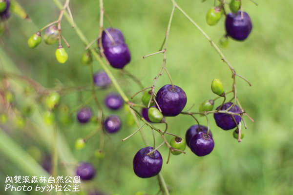 內雙溪森林自然公園:士林-內雙溪自然中心(免費參觀)