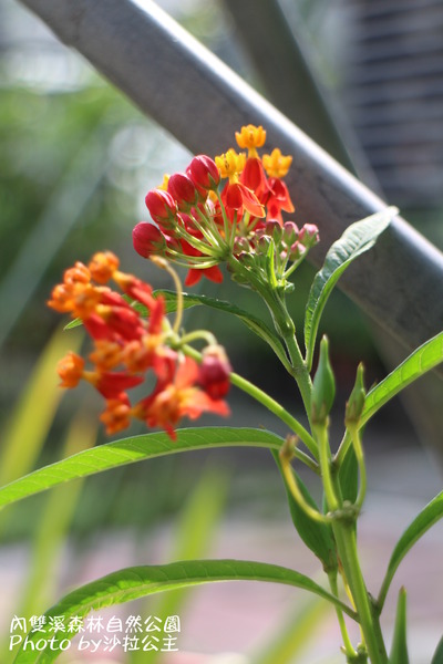 內雙溪森林自然公園:士林-內雙溪自然中心(免費參觀)