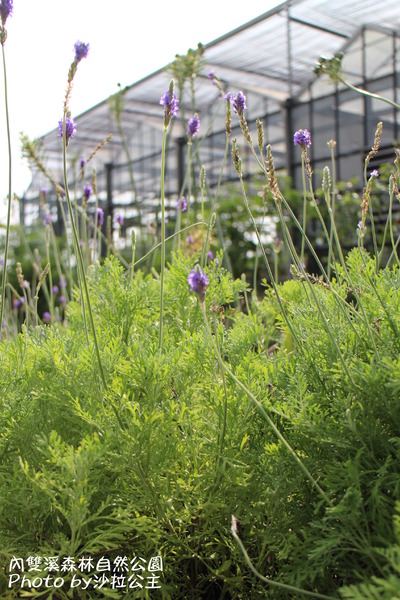 內雙溪森林自然公園:士林-內雙溪自然中心(免費參觀)
