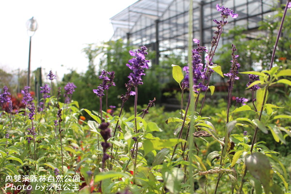 內雙溪森林自然公園:士林-內雙溪自然中心(免費參觀)