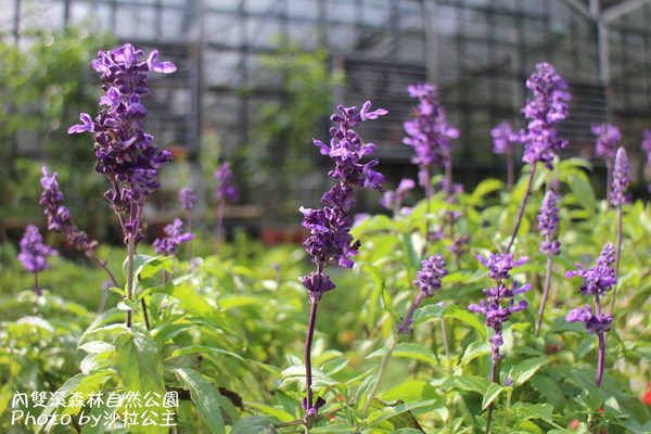內雙溪森林自然公園:士林-內雙溪自然中心(免費參觀)