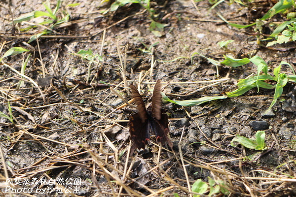 內雙溪森林自然公園:士林-內雙溪自然中心(免費參觀)