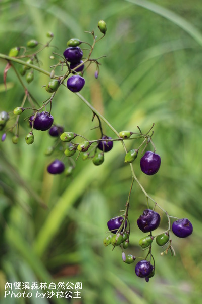 內雙溪森林自然公園:士林-內雙溪自然中心(免費參觀)