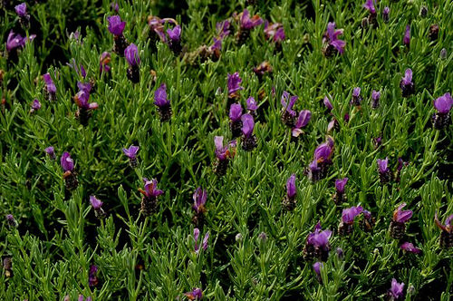 內雙溪自然中心15