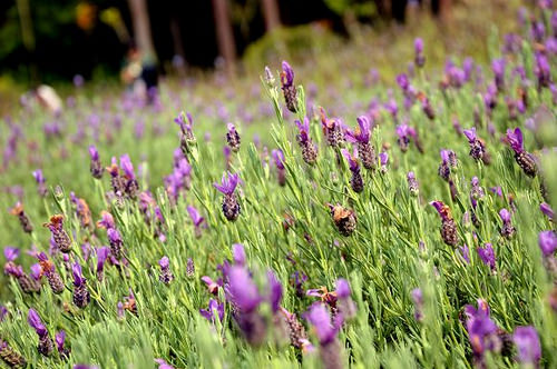 內雙溪自然中心09