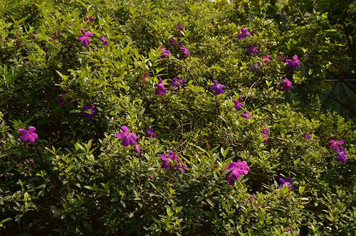 內雙溪自然中心22