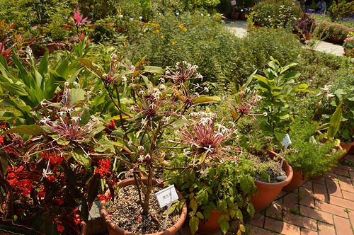 內雙溪自然中心51