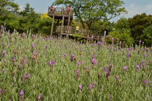 內雙溪自然中心41