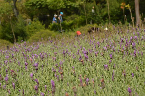 內雙溪自然中心42