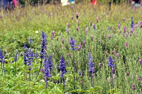 內雙溪自然中心12