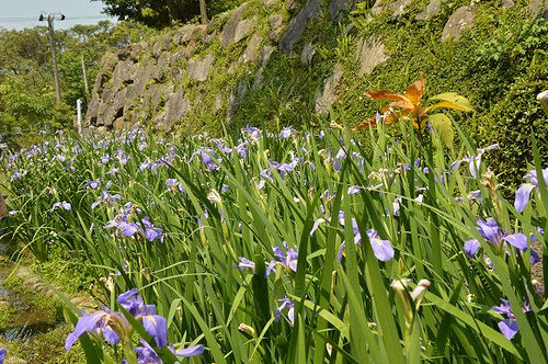 內雙溪自然中心46