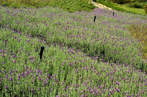 內雙溪自然中心17