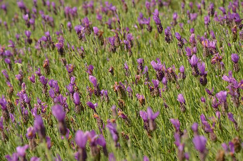 內雙溪自然中心38