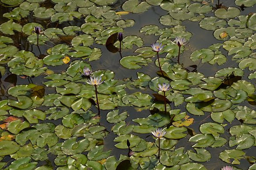 內雙溪自然中心34