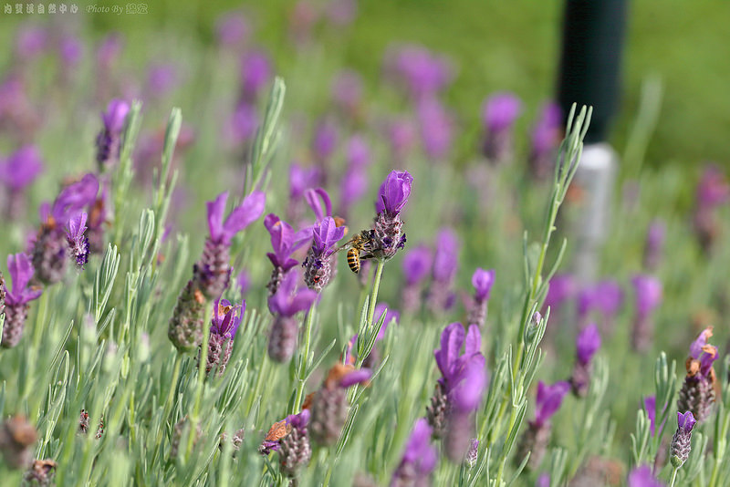 2015.04.04~內雙溪自然中心