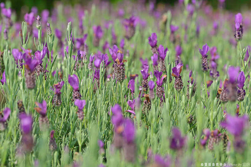 2015.04.04~內雙溪自然中心