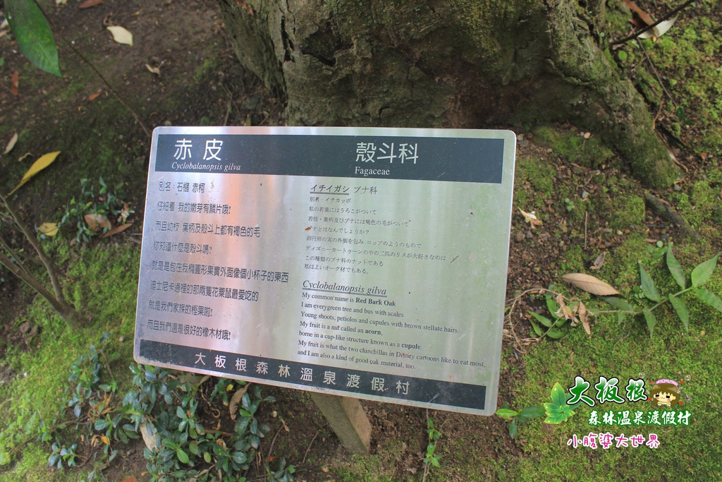 大板根森林溫泉渡假村 020.jpg