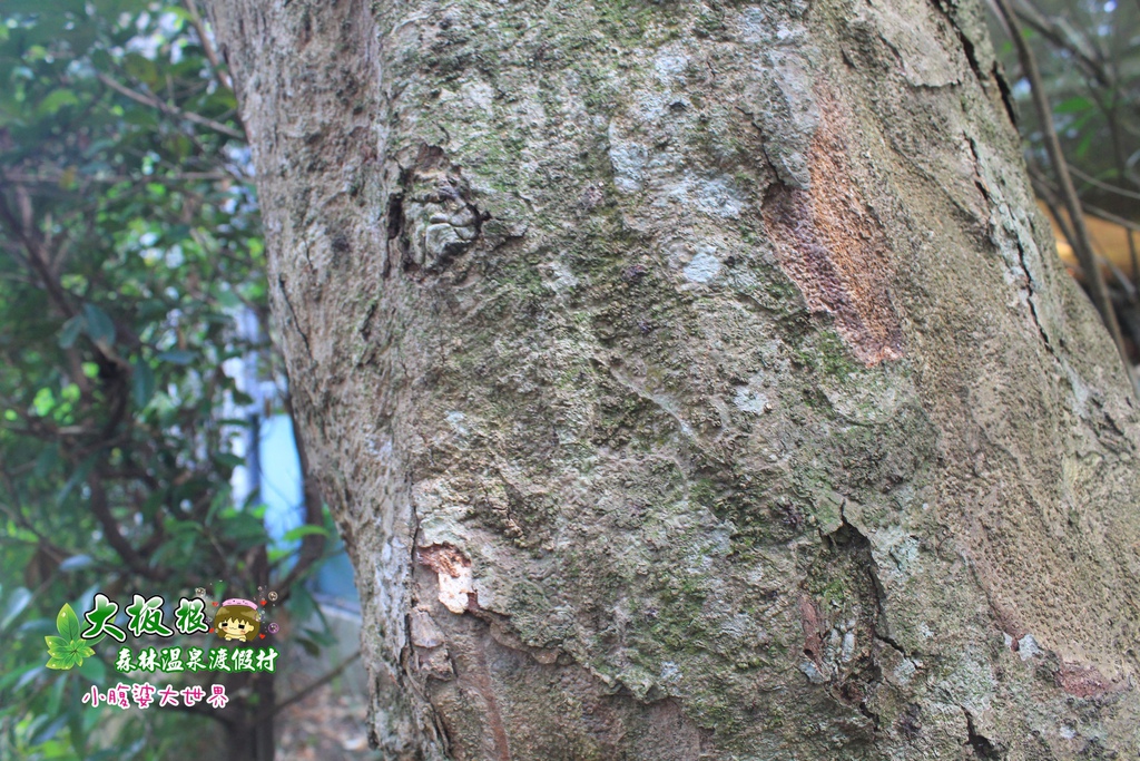 大板根森林溫泉渡假村 021.jpg