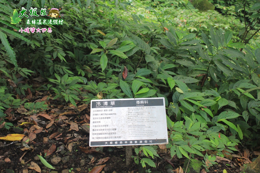 大板根森林溫泉渡假村 028.jpg