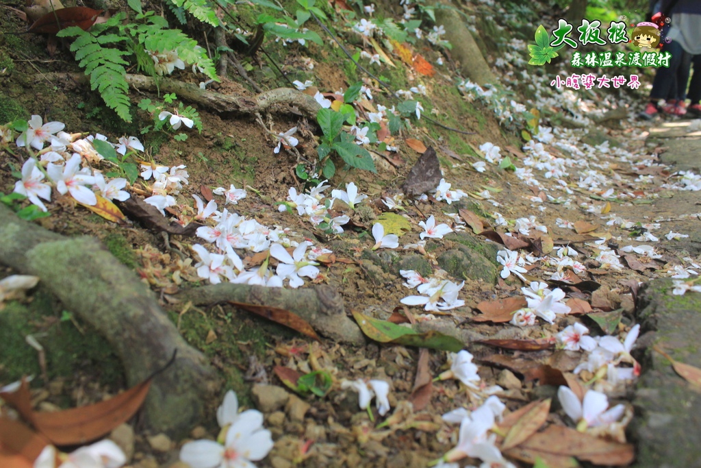 大板根森林溫泉渡假村 036.jpg