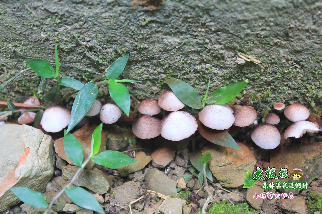 大板根森林溫泉渡假村 033.jpg