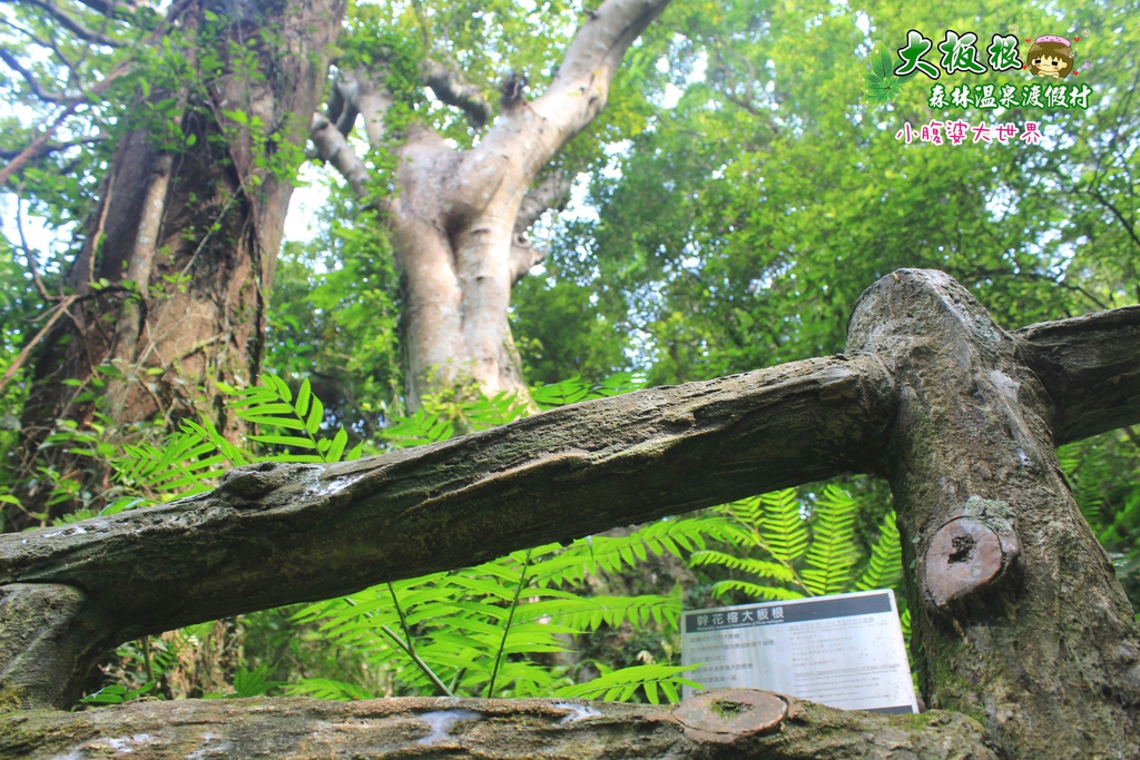 大板根森林溫泉渡假村 030.jpg