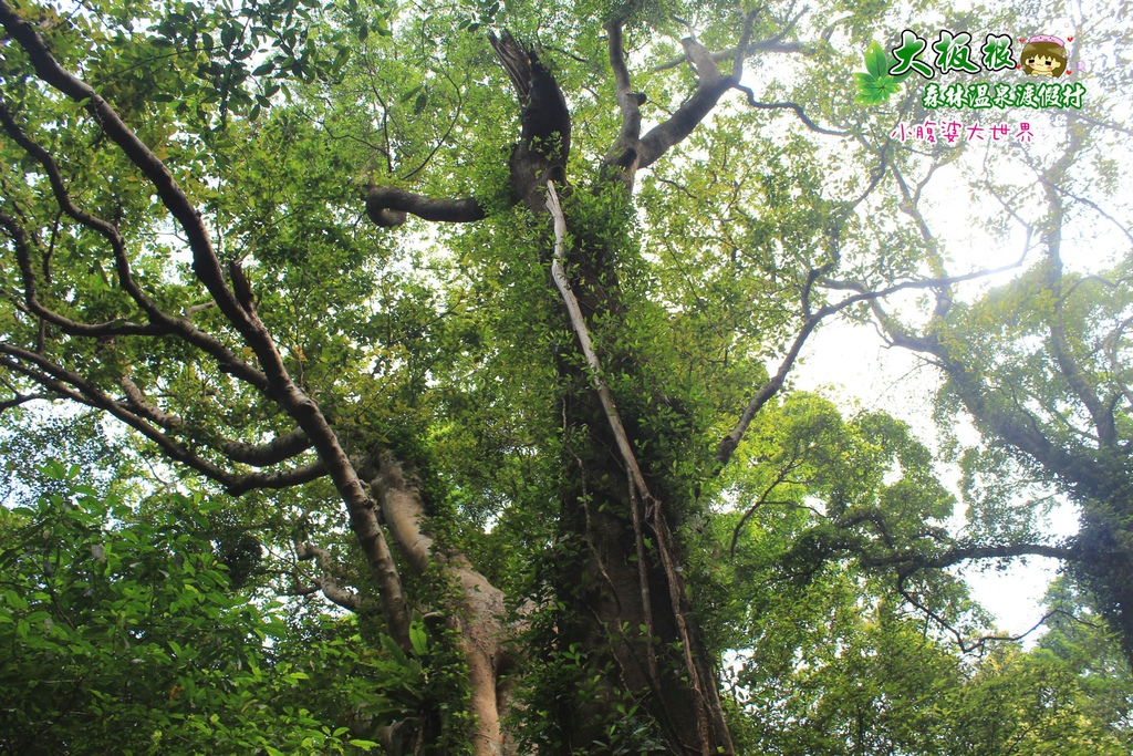 大板根森林溫泉渡假村 029.jpg