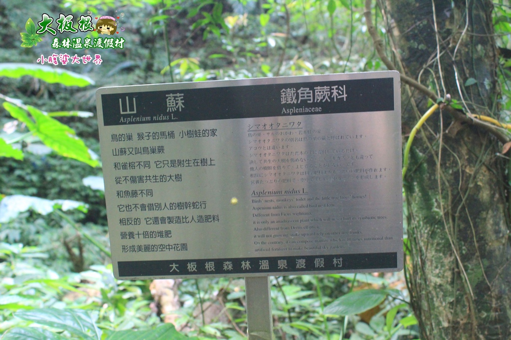 大板根森林溫泉渡假村 026.jpg