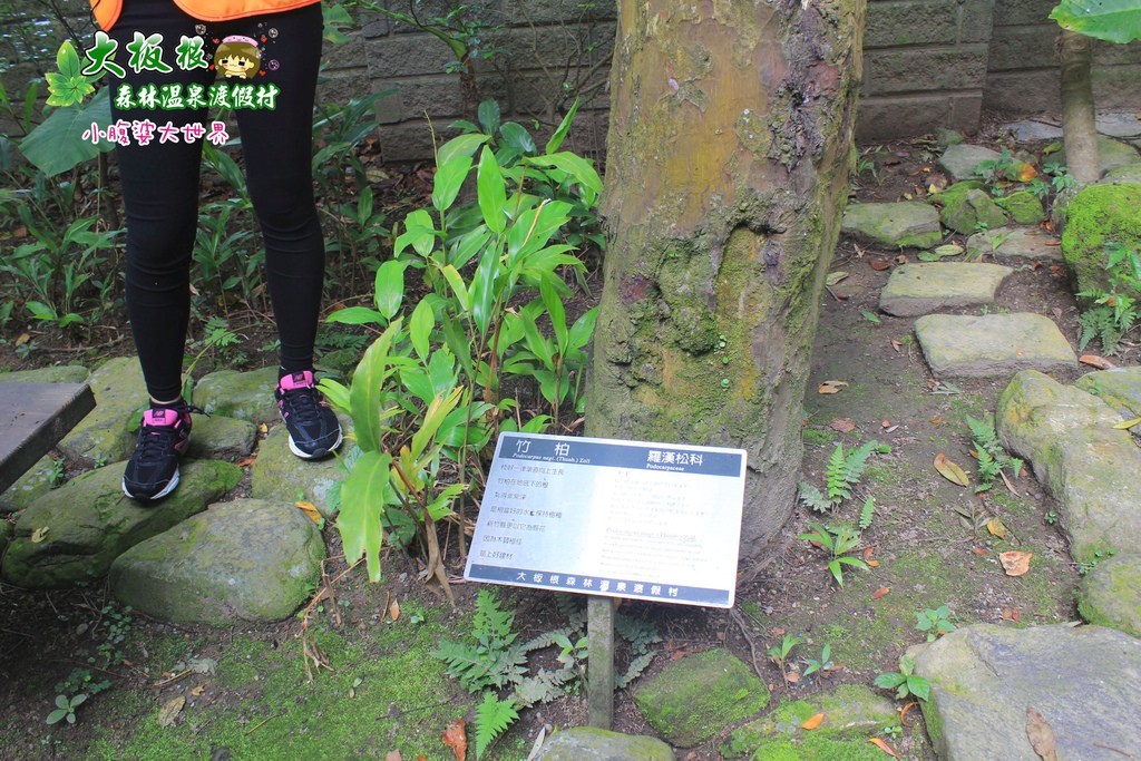 大板根森林溫泉渡假村 018.jpg