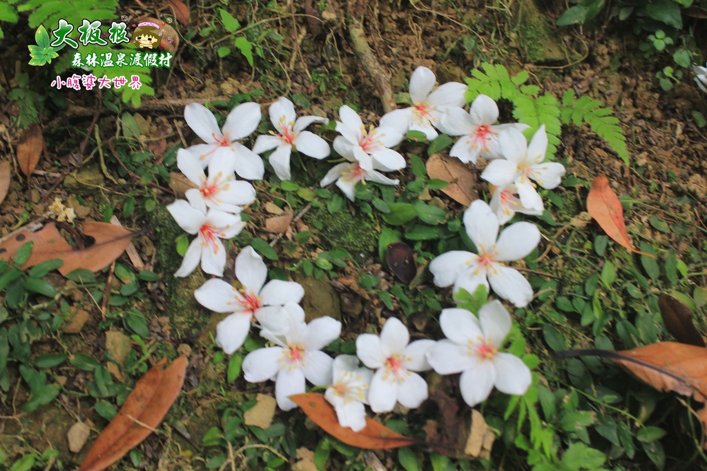 大板根森林溫泉渡假村 035.jpg