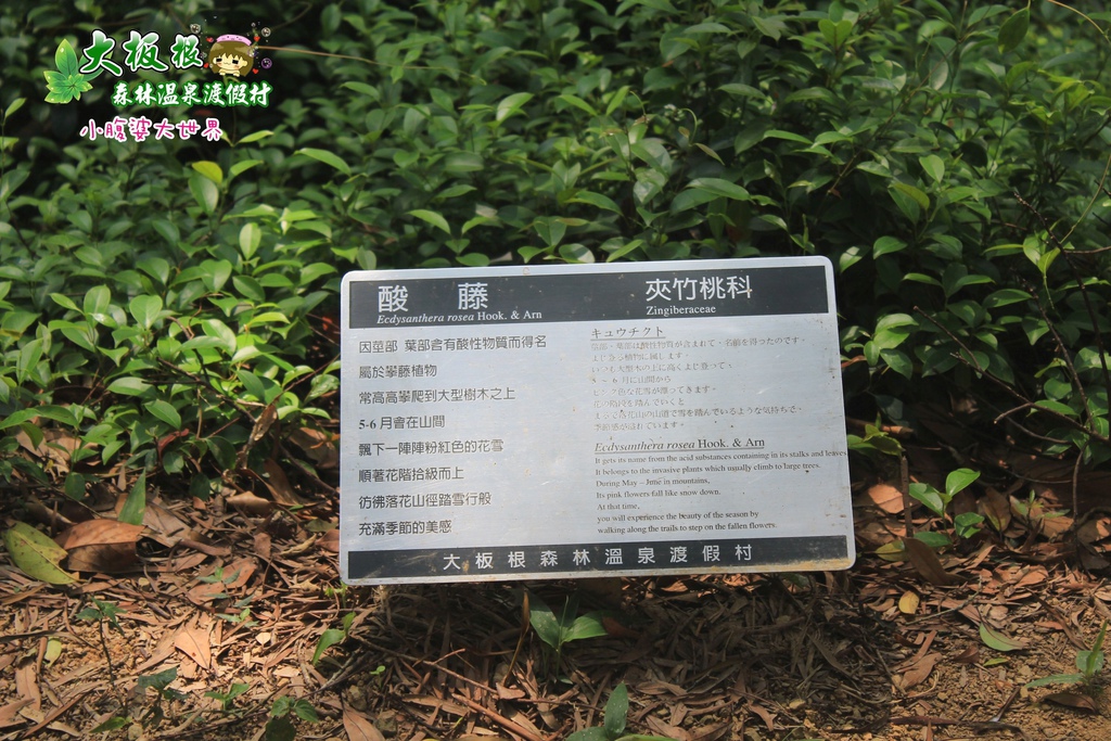 大板根森林溫泉渡假村 044.jpg