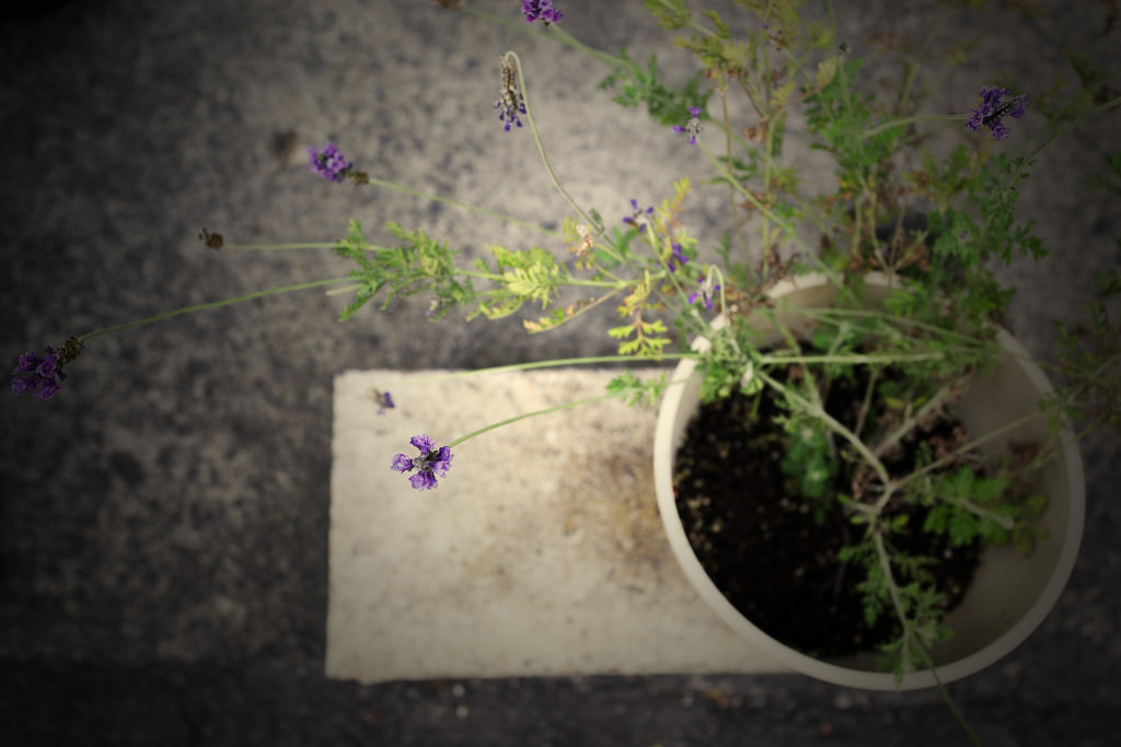 14.01.30-嘉義.屋子裡有甜點