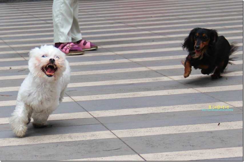 IMG_5960P31_thumb[1]