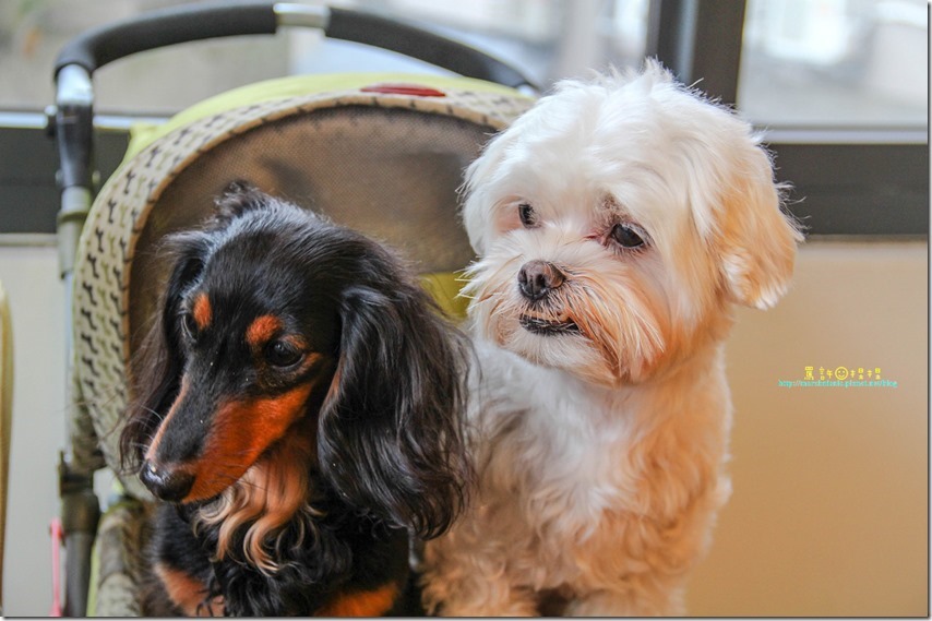 IMG_5922P22_thumb[1]