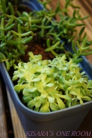 七見櫻堂巧克力甜點專賣店(板新店):和風巧克力專門店所開的沙龍──七見櫻堂