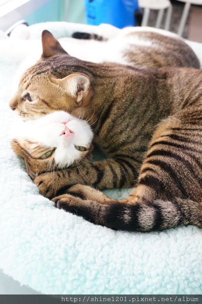 小琉球兩天一夜【戀戀海景離島旅遊】浮潛+BBQ+阿念達小酒吧+花瓶岩+蛤板灣 威尼斯海灘+潮間帶+爆漿黑糖包+魷魚伯母