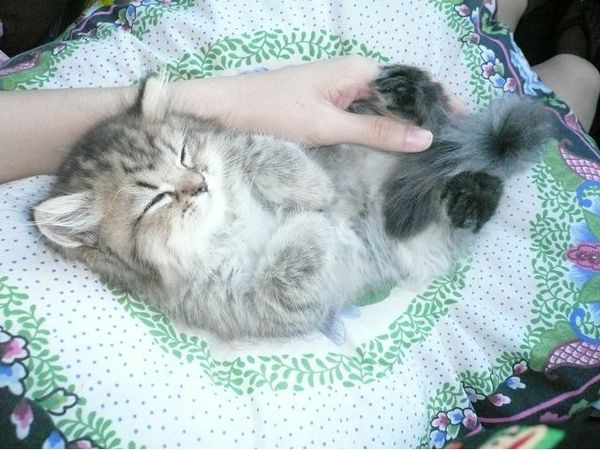 Dayan Café達洋咖啡館:【食記】oO。。台北 達洋小餐館、達洋咖啡館(Dayan Cafe) 又是一家超萌又讓少女們愛到破錶的貓咪咖啡店!。o○。