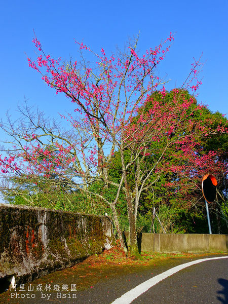 阿里山櫻花