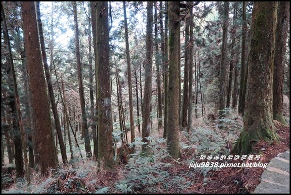 阿里山88.JPG