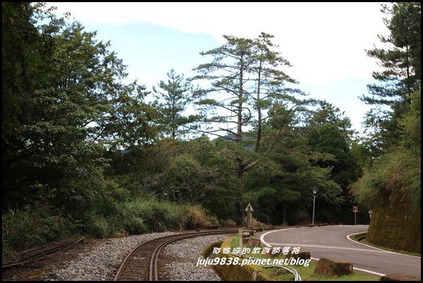阿里山40.JPG