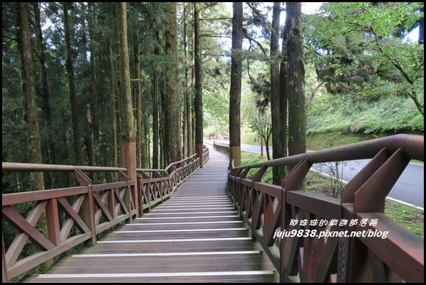 阿里山111.JPG