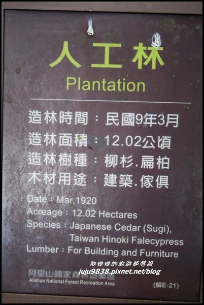 阿里山97.JPG