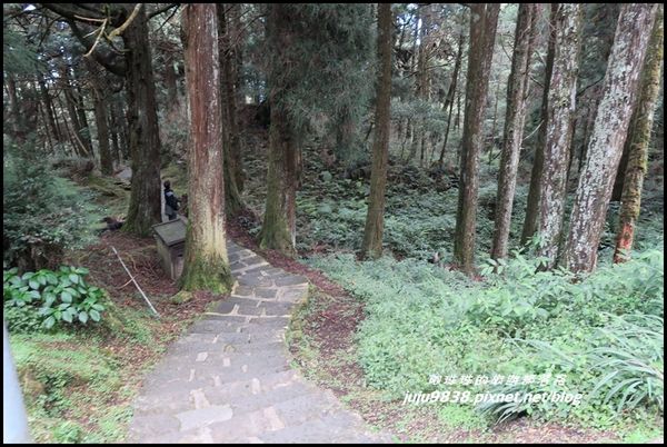 阿里山87.JPG