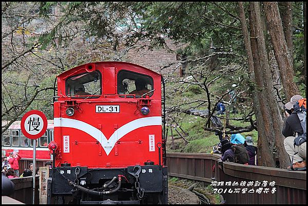 阿里山櫻花季12.JPG