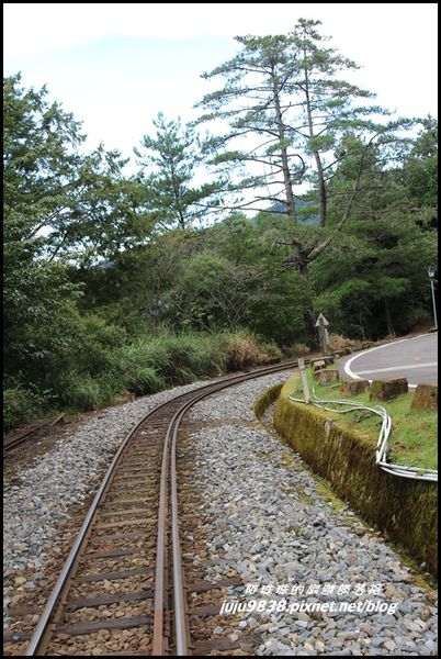 阿里山37.JPG